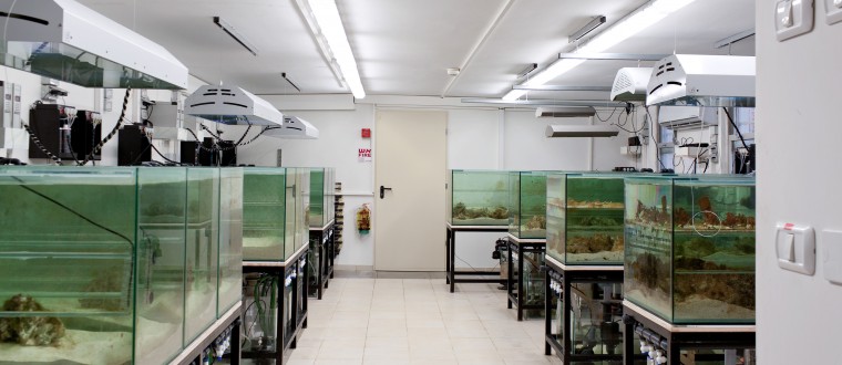 Bar Ilan University – the Laboratory for Molecular Marine Ecology – Coral Facility