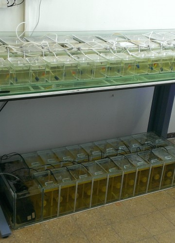 ViAqua Therapeutics – Crab & Shrimp Facility