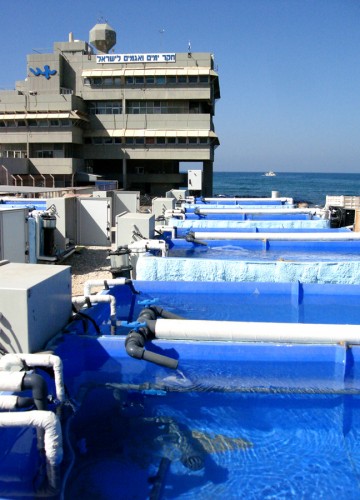 Israel Oceanographic and Limnological Research institute – Mesocosm