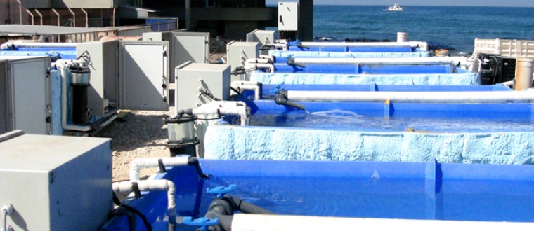 Israel Oceanographic and Limnological Research institute – Mesocosm